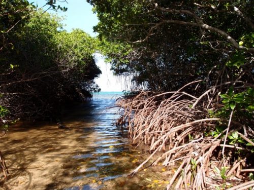 Mangrove Lac compr 1