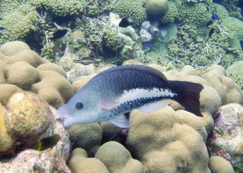 Queen Parrotfish IP_ scarus vetula