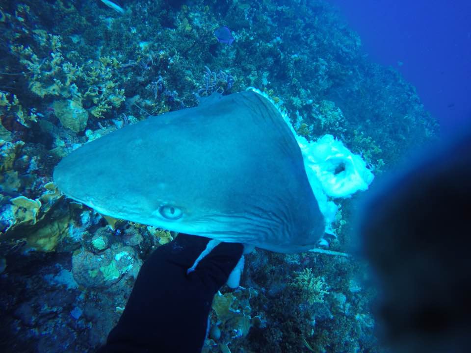 Experts bespreken het beheer van haaien in Caribisch Nederland