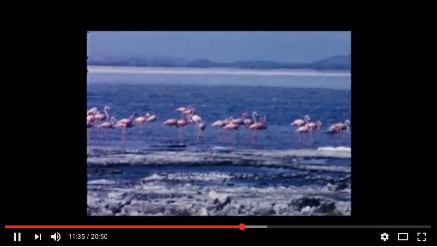 Bonaire video uit 1964 - 1966