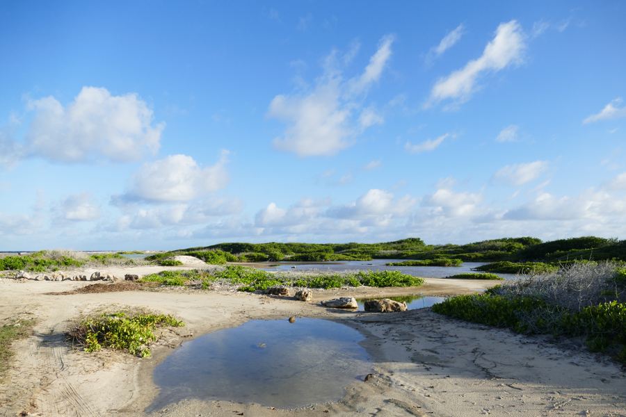 Herstel van stranden, duinen en mangroven