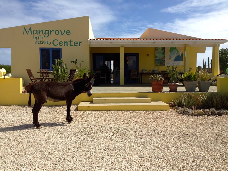 Mangrove Info & Kayak Center Bonaire